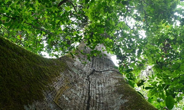Impresionante árbol de Ficus del dosel en las parcelas de Tiputini. (Abel Monteagudo 2019)