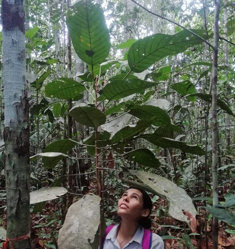 Pseudomonotes tropenbosii, at Peña Roja, Araracuara, Colombia, a community permanent plot contributing to RAINFOR. This is the only Amazon dipterocarp tree species.