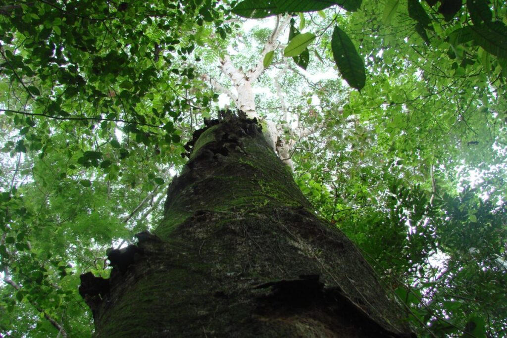 Jacaranda copaia tree in the Caimital dry forest in the Venezuelan plains. Image taken during one of the RAINFOR re-measurement campaigns. Image credit: Emilio Vilanova.