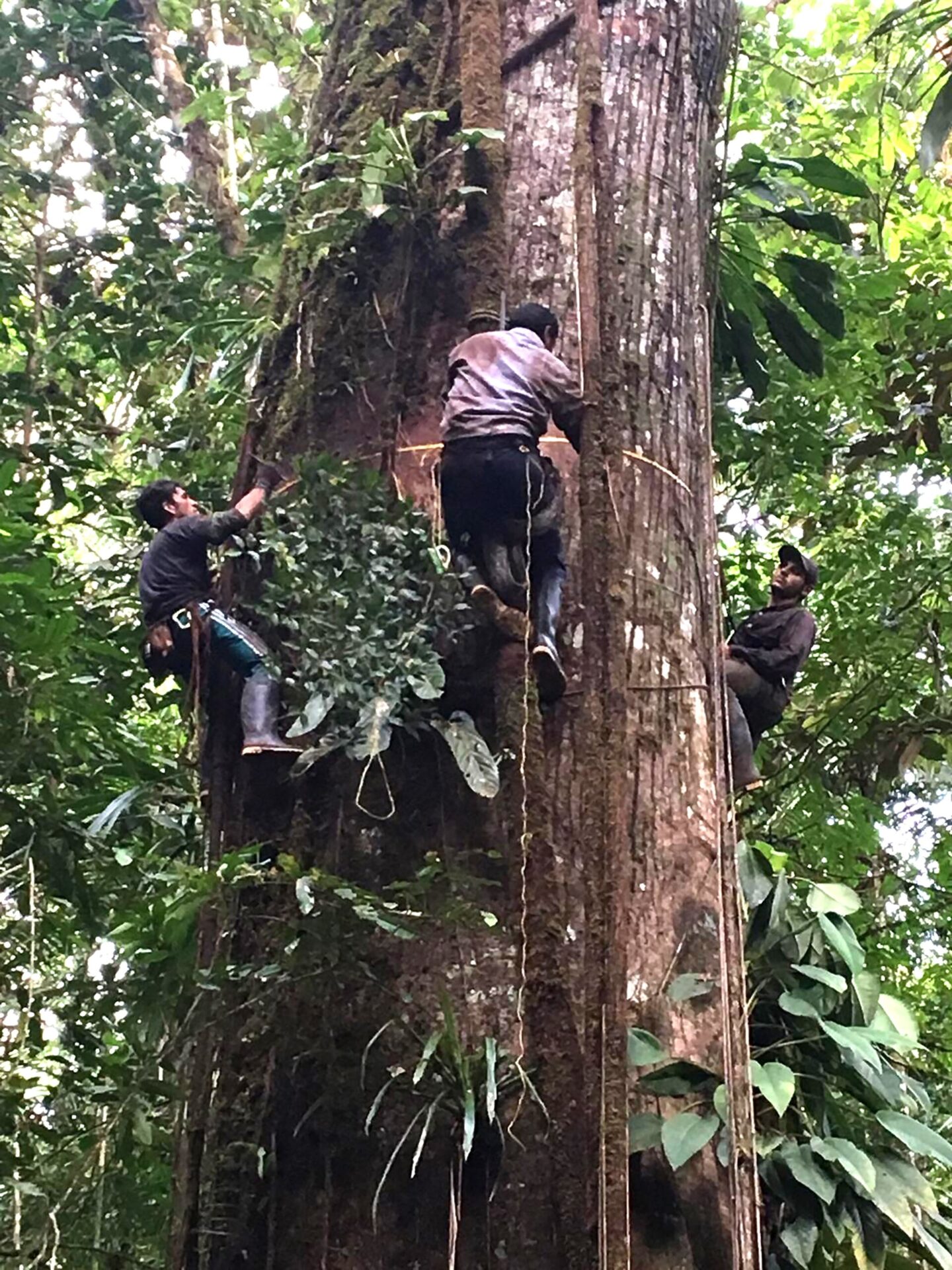 Measuring the diameter of a giant Ceiba in Colombia’s Pacific Rainforest, three researchers from the ForestPlots partner network ‘Col-Tree’ climbed 12 metres.